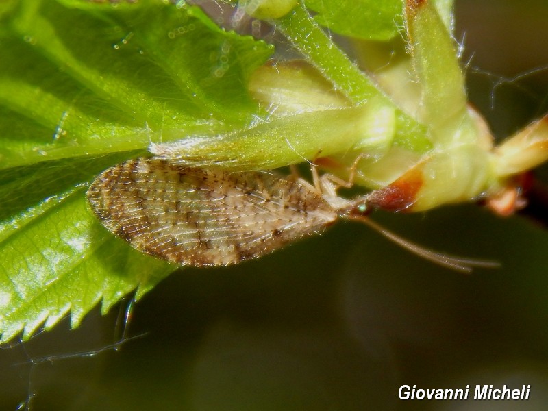 Hemerobius sp, (Hemerobiidae)